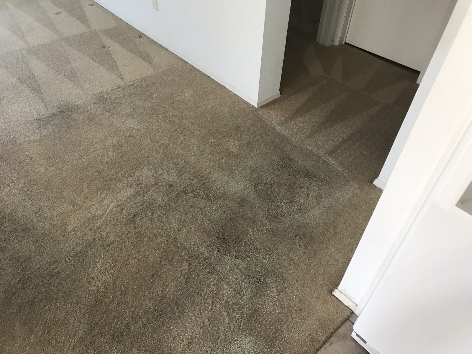 Professional Carpet Cleaning Tarpon Springs Florida by Howards Cleaning Service
