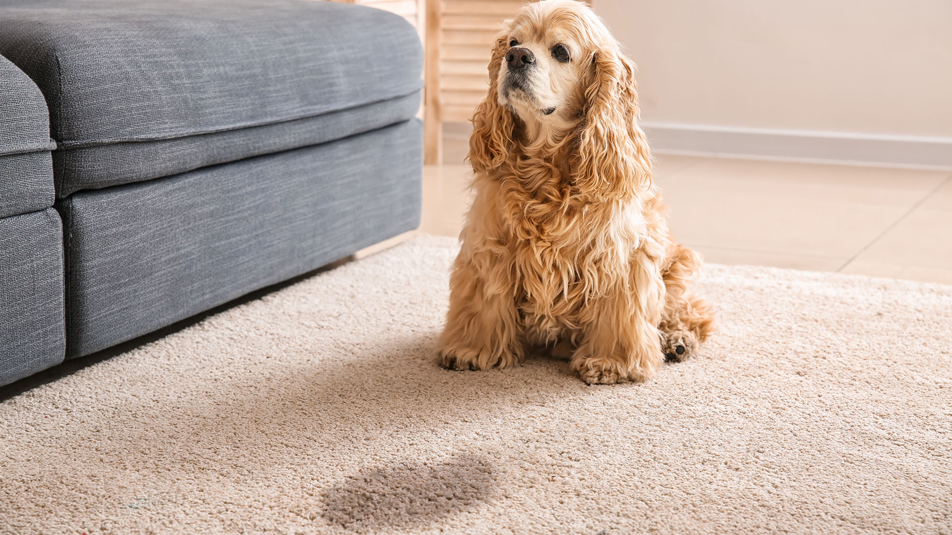 How to Clean Pet Urine from Carpet in Loveland Ohio